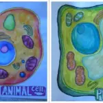 Disegnare le lezioni: il metodo rivoluzionario di apprendimento in sperimentazione