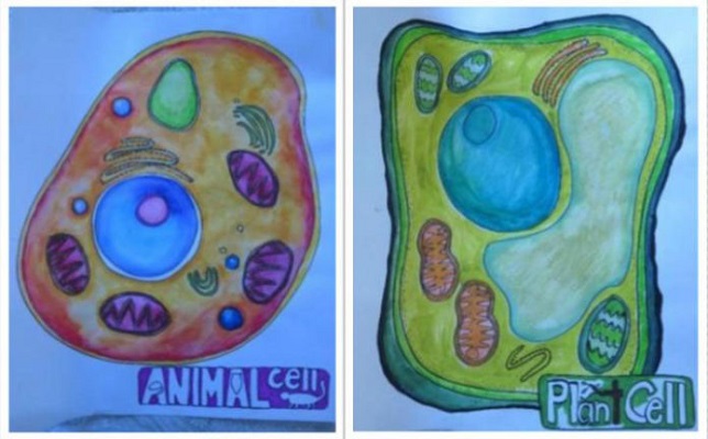 Disegnare le lezioni: il metodo rivoluzionario di apprendimento in sperimentazione