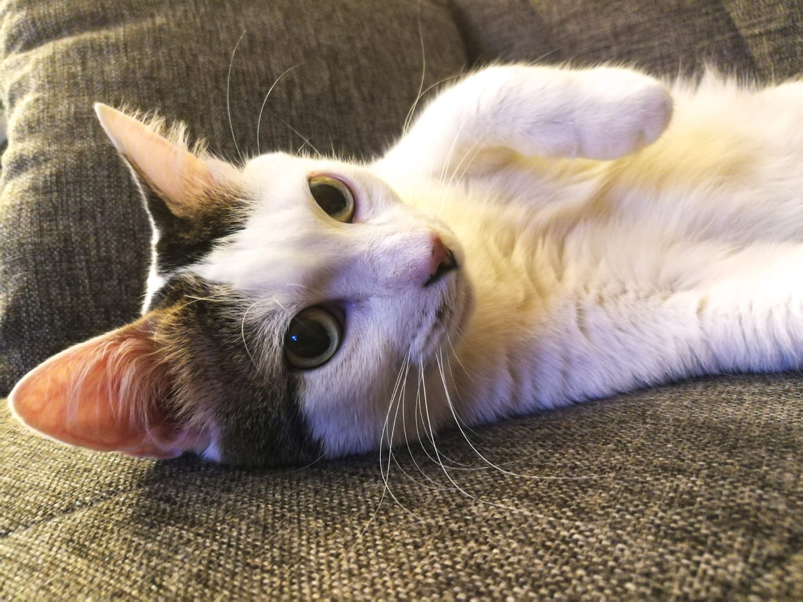 Festa Nazionale del gatto: febbraio celebra i felini