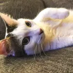 Festa Nazionale del gatto: febbraio celebra i felini