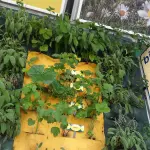 Ricola, con i giardini verticali espone le sue 13 erbe aromatiche in stazione a Milano