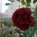 GREEN CITY MILANO: “La Natura entra in città”