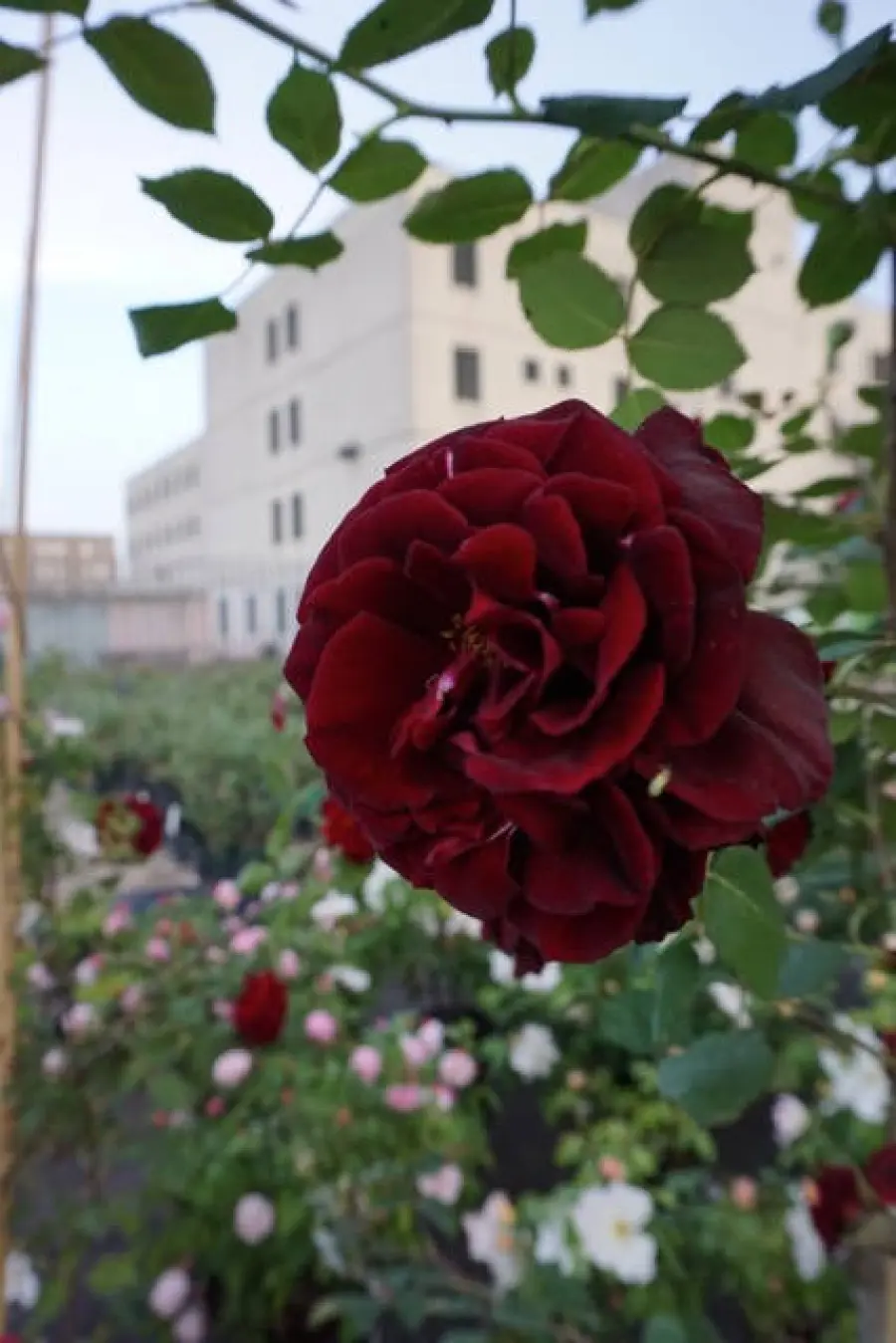 GREEN CITY MILANO: “La Natura entra in città”