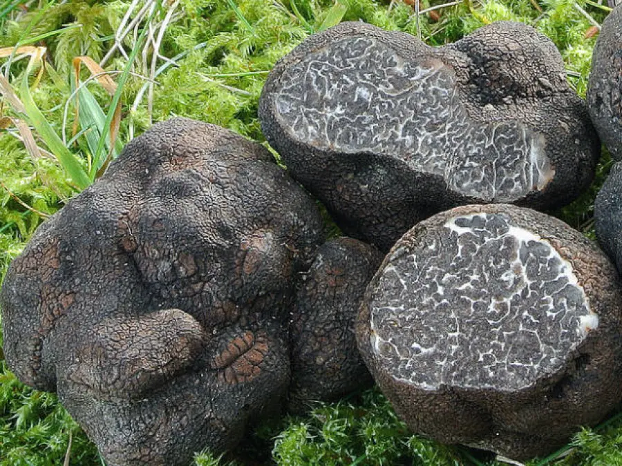 Il tartufo, alimento naturale dalla proprietà benefiche inaspettate