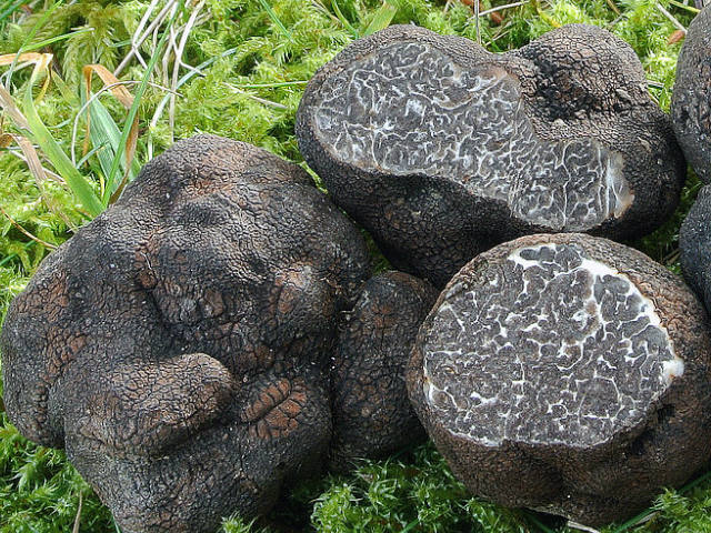 Il tartufo, alimento naturale dalla proprietà benefiche inaspettate