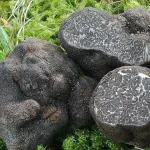 Il tartufo, alimento naturale dalla proprietà benefiche inaspettate
