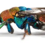 Lo spettacolo della natura - Wildlife Photographer of the year