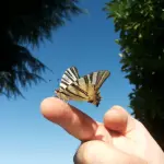 Il crowdfunding per salvare le farfalle