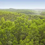 GreenPeace, WWF e Mongabay accolgono favorevolmente l'impegno di APP in Indonesia