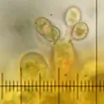 Dai funghi una nuova probabile fonte di bio-carburante al posto dell’etanolo