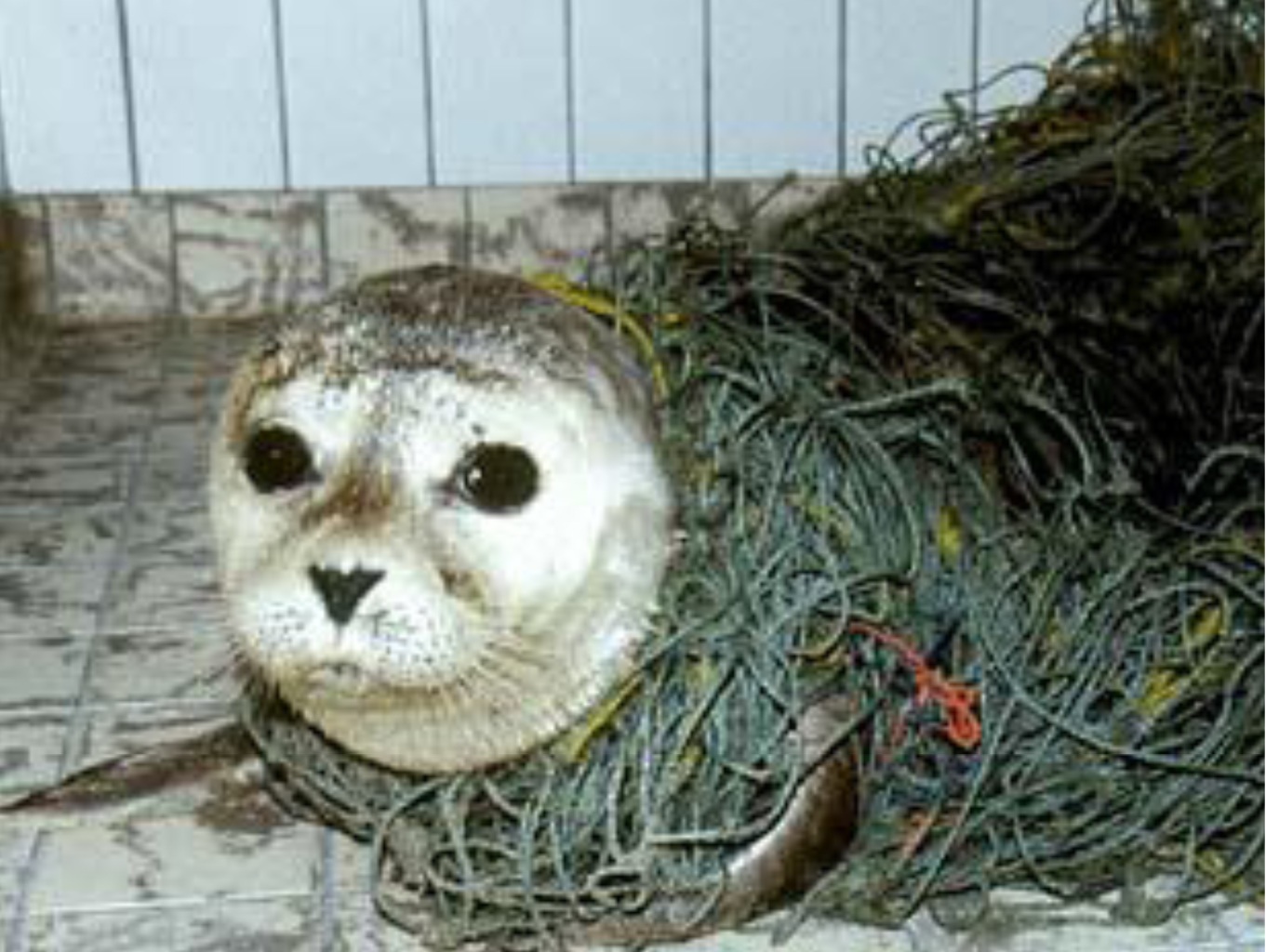 Il progetto internazionale "The Healthy Seas"