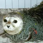 Il progetto internazionale "The Healthy Seas"