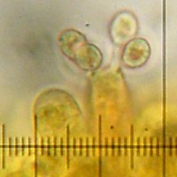 Dai funghi una nuova probabile fonte di bio-carburante al posto dell’etanolo