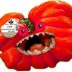 L’app per Smartphone che riconosce la presenza di OGM dall'etichetta dei prodotti