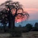 Alberi di baobab a rischio, il governo del Madagascar corre ai ripari