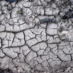 Allarme della Fao: la siccità negli USA fa incrementare i prezzi del mais