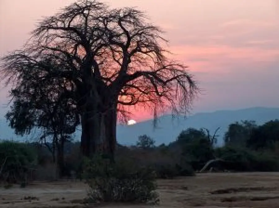 Alberi di baobab a rischio, il governo del Madagascar corre ai ripari