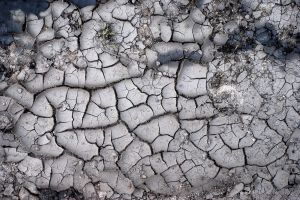 Allarme della Fao: la siccità negli USA fa incrementare i prezzi del mais