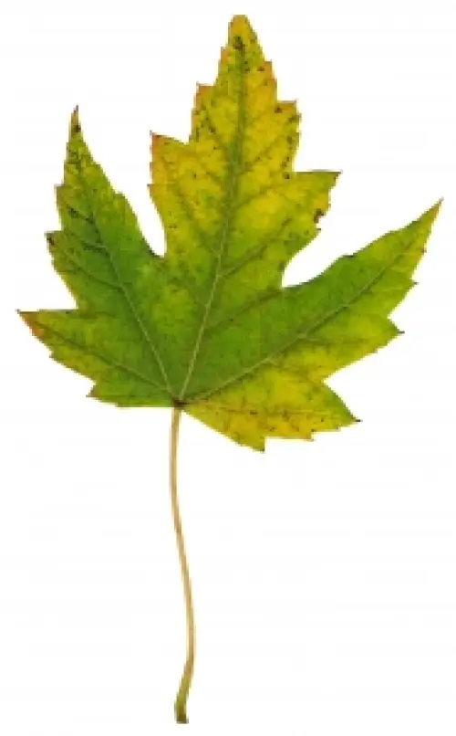 Dalle stelle alle foglie