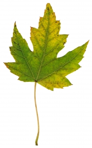 Dalle stelle alle foglie