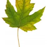 Dalle stelle alle foglie