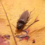 Tarli del legno: quando cornici, travi e mobili sono a rischio