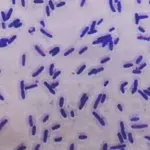 Energia rinnovabile dai batteri