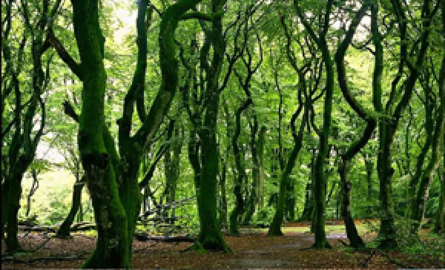 Foreste e cambiamenti climatici