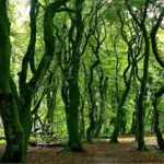 Foreste e cambiamenti climatici