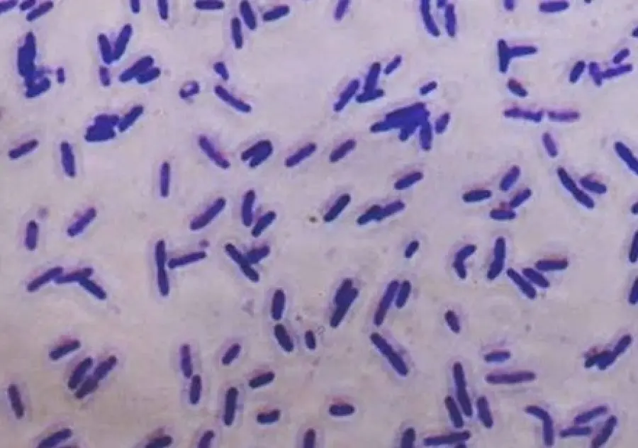 Energia rinnovabile dai batteri