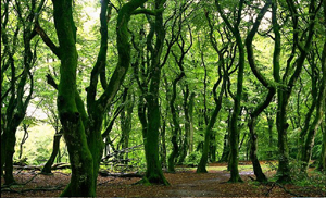 Foreste e cambiamenti climatici