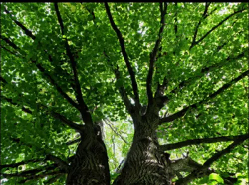 Lotta alla deforestazione