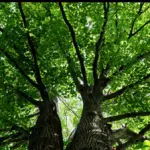 Lotta alla deforestazione