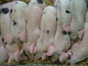 Metano ricavato dagli allevamenti suini