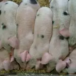 Metano ricavato dagli allevamenti suini