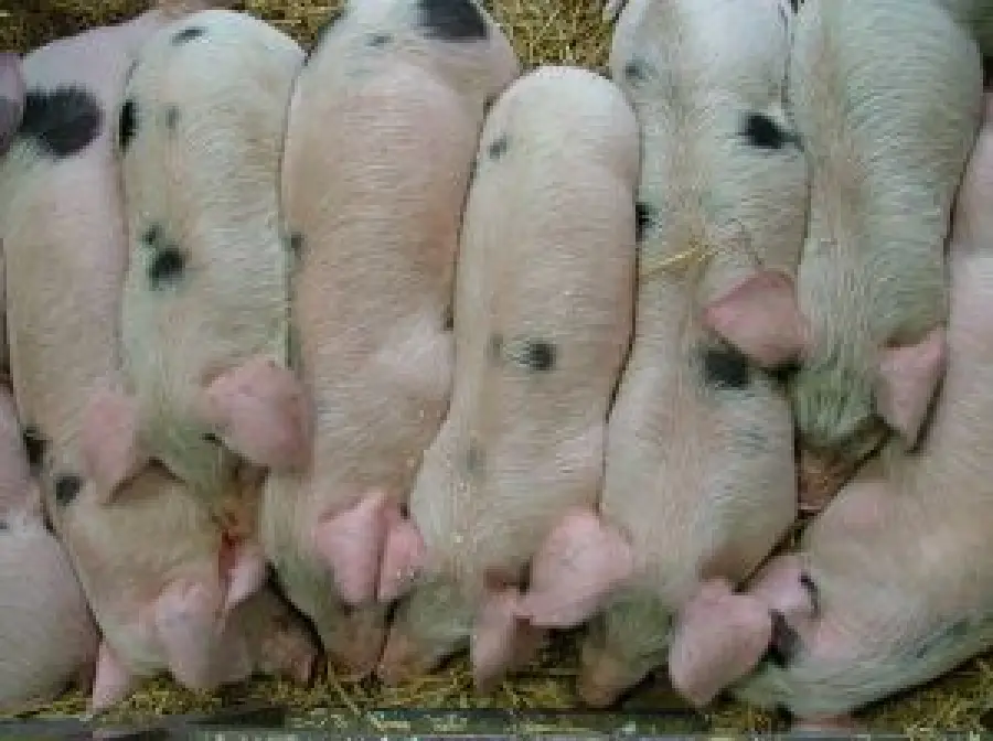 Metano ricavato dagli allevamenti suini