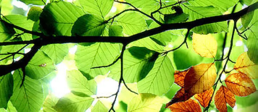 Vita a Impatto 1: vivere ad impatto ambientale ridotto