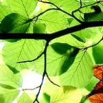 Vita a Impatto 1: vivere ad impatto ambientale ridotto