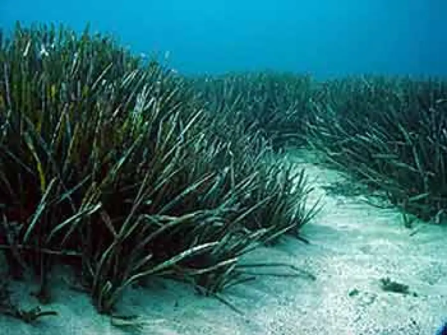 Posidonia, una risorsa per l'ecosostenibilità