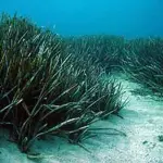 Posidonia, una risorsa per l'ecosostenibilità