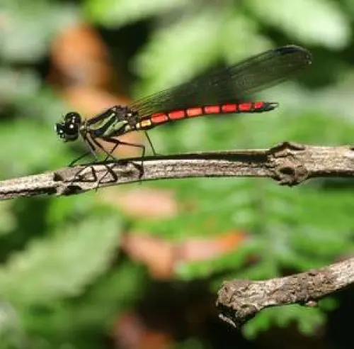 A Londra allarme estinzione: scompaiono 2 specie l'anno