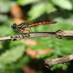 A Londra allarme estinzione: scompaiono 2 specie l'anno