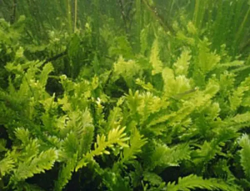 Dall'ingegneria genetica arriva la benzina alle alghe