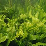 Dall'ingegneria genetica arriva la benzina alle alghe