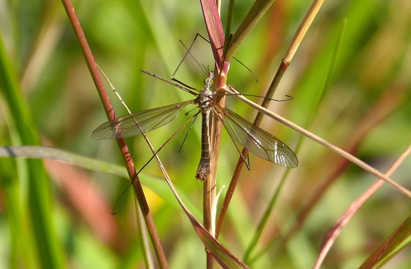 Proteggere la propria casa da insetti o altri animali