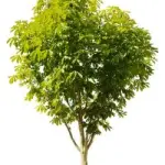 BNL: DONERA' UN ALBERO AD AMMINISTRAZIONI LOCALI OGNI C/C APERTO