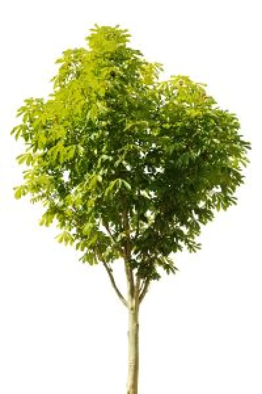 BNL: DONERA' UN ALBERO AD AMMINISTRAZIONI LOCALI OGNI C/C APERTO