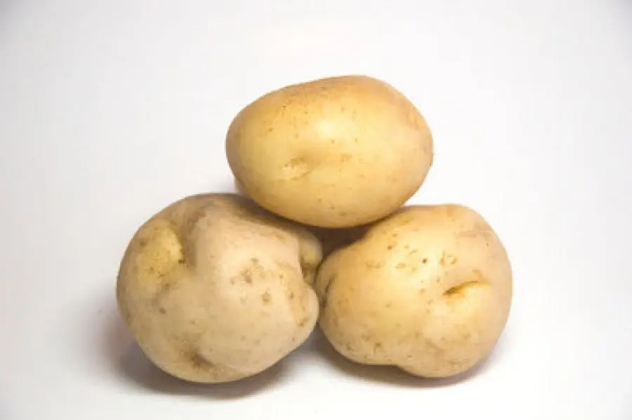 Amflora, il tubero della discordia