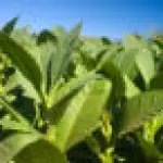 Pannelli solari ecologici dalle foglie di tabacco?