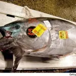 160 grandi chef rinunciano al tonno rosso